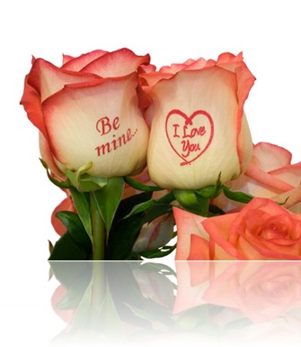 pink roses with inscription