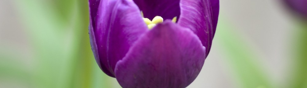 SPRING HAS SPRUNG SCOTT@SCOTTCULBEROSN.COM