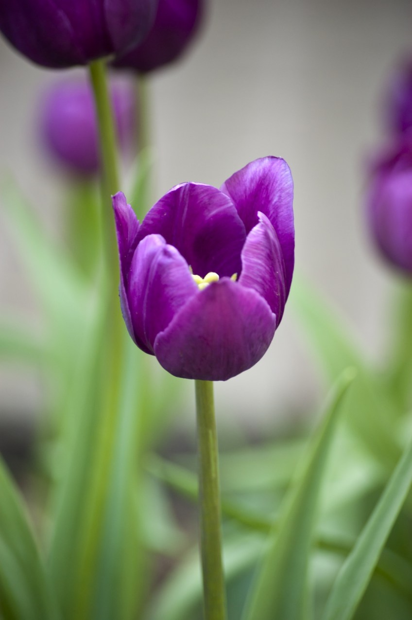 SPRING HAS SPRUNG SCOTT@SCOTTCULBEROSN.COM